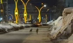 Yüksekova'da kurtlar şehir merkezine indi