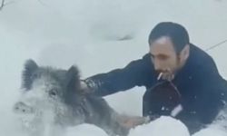 Sinop’ta Eliyle Yaban Domuzu Yakalayan Vatandaşa 14.911 TL Ceza!