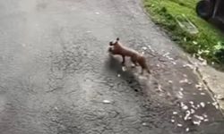 Bahçede Tilki Paniği: Kedinin Müdahalesi Tavuğu Kurtardı