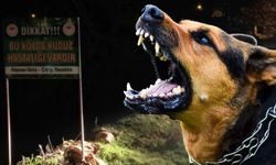 İstanbul Valiliği’nden ‘Kuduz vakalarında artış’ açıklaması