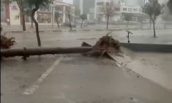 Adana'da fırtına ağaçları yerinden söktü