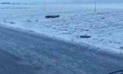 Adilcevaz'da domuz sürüsü görüntülendi