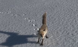 Adilcevaz'da tilkinin dron ile imtihanı