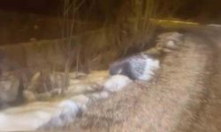 Afrika'nın tehlikeli kirpisi Sivas'ta görüntülendi