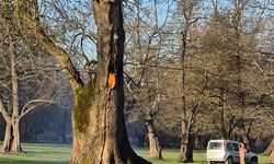 Ağaç kovuğunda yangın çıkarıldı