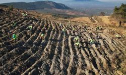 Akhisar'da yanan alanlar yeniden yeşeriyor: 2 milyon 325 bin fidan toprakla buluşacak