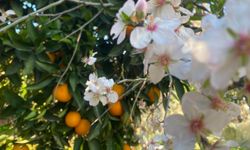 Aksu'da badem ağaçları şubat ortasında çiçek açtı