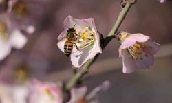 Amasya'da badem ağaçları çiçek açtı