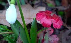 Amasya'nın dağlarında çiçekler açmaya başladı: 'Anadolu'daki bitkiler milli servet'