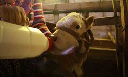 Annesi ölen buzağıyı elleriyle besliyorlar