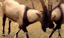 Antalya'da yaban hayatı fotokapanlara yansıdı