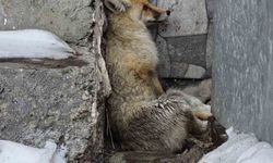 Ardahan'ın Damal ilçesinde yaralanan tilkiye belediye başkanı sahip çıktı