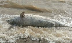 Ayvacık sahiline ölü yunus balığı vurdu