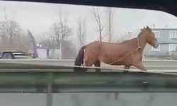 Başıboş at trafikte tehlike saçtı
