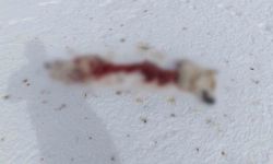 Başkale'de kurtlar köpeği parçaladı