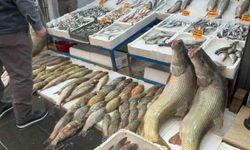 Batman'da 120 kiloluk dev turna balığı görenleri hayrete düşürdü