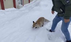Bingöl'de aç kalan kızıl tilki şehir merkezine indi