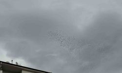 Binlerce kuş gökyüzünde görsel şölen oluşturdu