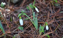 Bu çiçeği koparmanın bedeli dudak uçuklatıyor