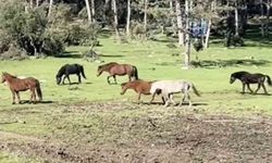 Bursa'da yılkı atlarının özgürlük gezisi