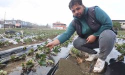 Çilek bahçesi selle birlikte su altında kaldı