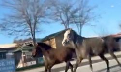 Çorum'da başıboş atlar trafiği tehlikeye attı: O anlar kamerada