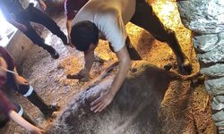 Doğum yapmakta zorlandığı için ekmek bıçağı ile ameliyat edilip sezaryen yapılan inek telef oldu