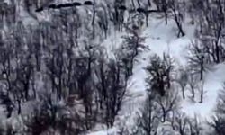 Elazığ'da domuz sürüsünü 'ordu geliyor' diye kayda aldı