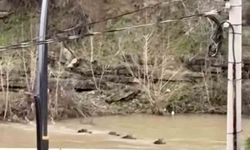 Filyos Çayı'nı yüzerek geçen yaban domuzları kamerada