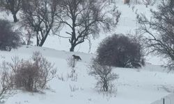 Gercüş kırsalına inen kurt paniğe neden oldu