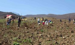 Hatay'da orman yangınından zarar gören alanlarda 5 bin fidan toprakla buluşturuldu
