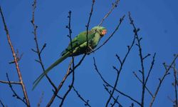 İstilacı tür İskender Papağanı Tatvan'da görüntülendi