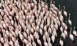 İzmit Körfezi'nde allı turna güzelliği