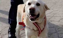 Jandarmanın hassas burnu 'Medyum' 10 yıllık mesaisini tamamladı