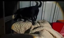 Kamyonet kasasında battaniyeyle saklanan 11 kilo 200 gram uyuşturucu yakalandı