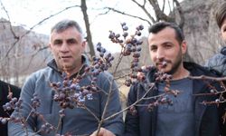 Kara hurmayı Şubat ayında dalından yiyorlar