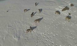 Karayazı'da kurt sürüsü gündüz vakti görüntülendi