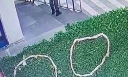 Kedinin çuvala konularak uzaklaştırıldığı görüntülere tepki