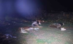 Kırşehir'de bulunan 13 cansız hayvan jandarmayı harekete geçirdi