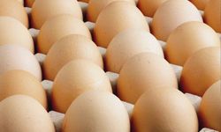 Kişi başına düşen yumurta üretimi 15 adet azaldı