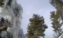 Kışın çetin şartları doğada şölen sundu