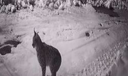 Köye inen aç kalan yabani hayvanlar güvenlik kameralarına yakalandı