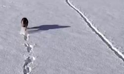 Kurtlar karlı arazide ağzında kemikle görüntülendi