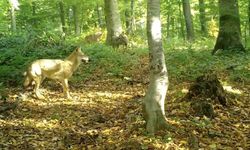 'Kurtlar konseyi' Uludağ'da toplandı