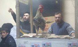 Kütahya'daki süs tavukları açık artırmayla satıldı