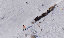 Mardin'de besicilerin zorlu 'kar' mesaisi: Sürüler beyaz örtüde yol alıyor