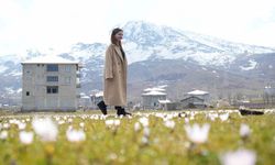 Muş Ovası'nda baharın habercisi çiğdemler açtı