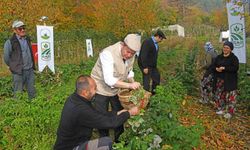 Osmangazi Belediyesinden dağ köylerinde ahududu seferberliği; hedef 100 dönüm
