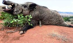 Samsun'da avlanma pulundan 5 milyon TL gelir