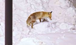 Şehre inen tilkilerin sevimli halleri kameralara yansıdı